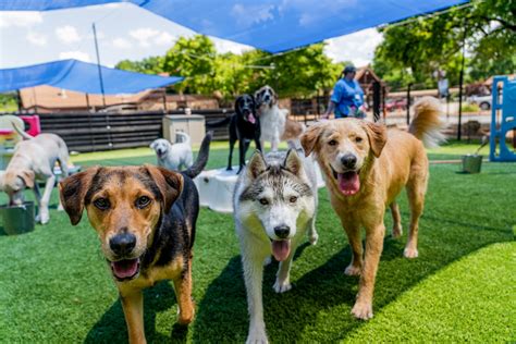 Kennelwood pet resorts - Whether your pet gets bored during the workday, or you want to socialize a new puppy, Kennelwood DayCamp offers the perfect environment for safe, group play and exhilarating exercise. …